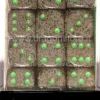 Set 36D6 Speckled - Terra